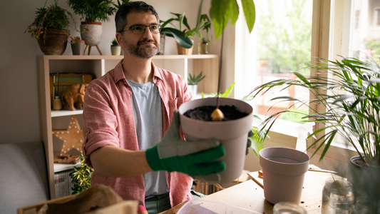 Good Dirt Bringing Plants Indoors for the Winter. Man looking pleased and holding large potted plant sitting at desk next to a window. On desk sits supplies to re-pot plants. Many plants sit behind him on a book case.