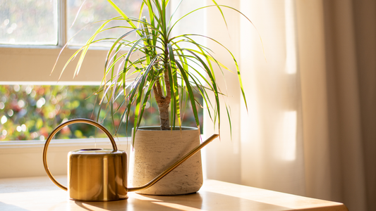 Good Dirt How much sunlight do my indoor houseplants need to grow? Metal watering can sits next to potted plant in front of open sunlit window.