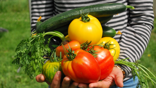 Good Dirt How to Start Your Own Victory Garden. Woman in striped shirt holds many vegetables including a variety of tomatoes and zucchini.