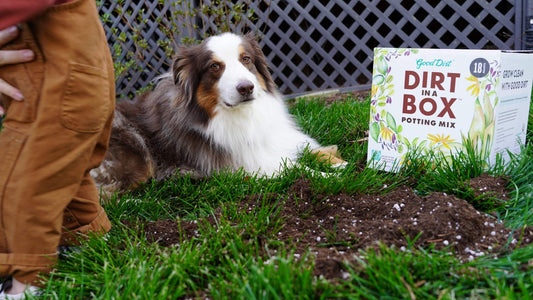 Good Dirt Introducing Dirt In a Box. Good Dirt's Dirt in a Box sits in the grass and dirt next to dog and toddler.