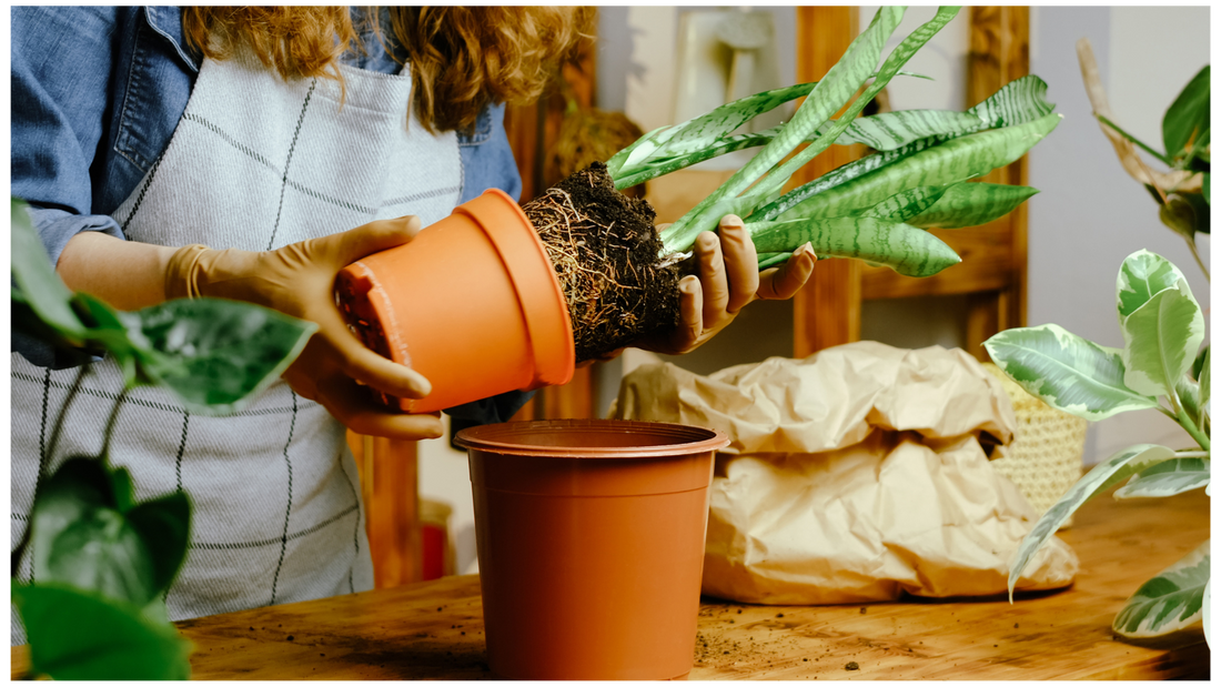 Gearing Up for Spring: Best Practices for Transitioning Your Houseplants