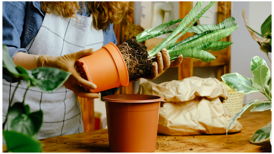 Gearing Up for Spring: Best Practices for Transitioning Your Houseplants