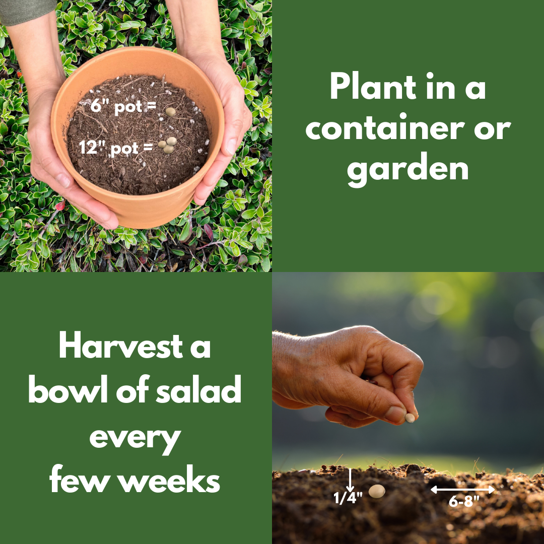 For a 6 inch pot, plant one seed. For a 12 inch pot, plant 3 seeds. Plant in a container or garden. Harvest a bowl of salad every few weeks. Plant the seed one quarter inch under the dirt and space 6 to 8 inches apart.