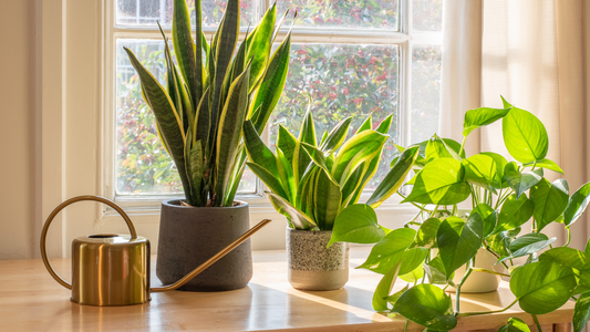 Good Dirt Best Houseplants for Beginners. House plants sitting on window ledge in sunlight, next to them is a metal watering can.