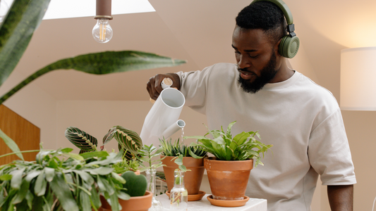 Good Dirt Everything you Need to Know About Watering Plants. Man watering propagation with white watering can. Many plants in terracotta pots sit next to propagation in bright room.