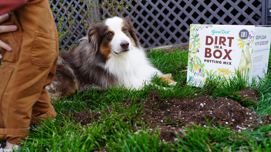 Toddler wearing brown overalls standing in dirt next to a Collie dog. Dirt in a Box is on the ground for both to safely play in.