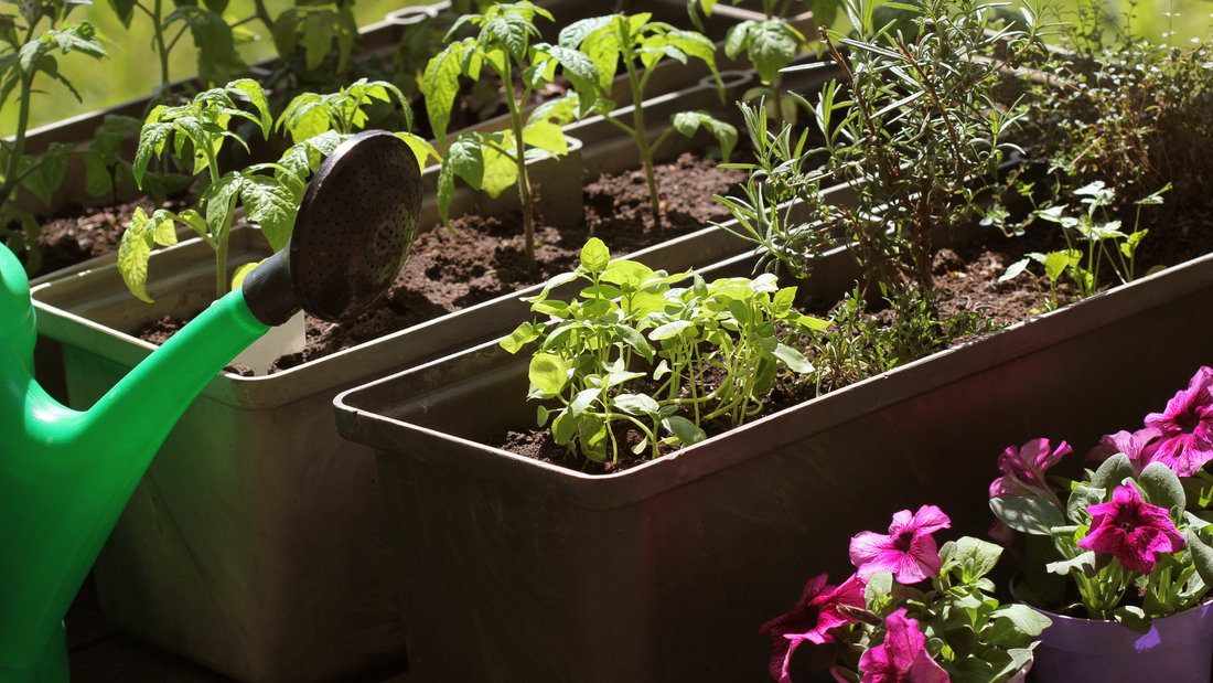 Good Dirt's Guide to Container Gardening. Multiple container gardens with green plants and pink flowers. Also featuring a green watering can.