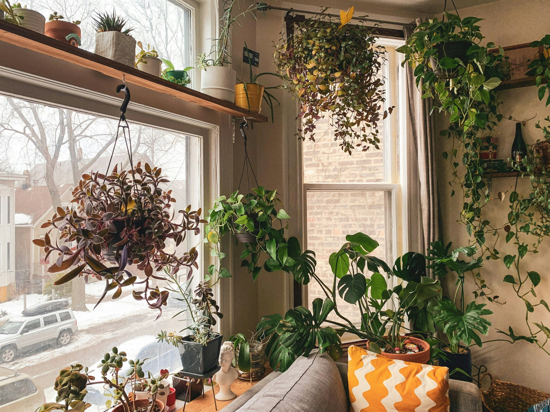 Houseplant Solutions for Apartments & Tiny Homes