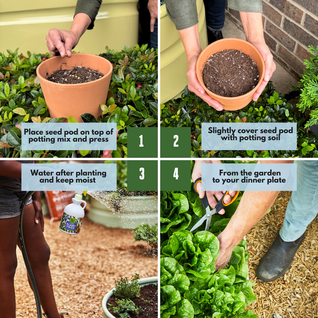 Step 1 place seed pod on top of potting mix and press. Step 2 slightly cover seed pod with potting soil. Step three water after planting and keep moist. Step four from the garden to your dinner plate.